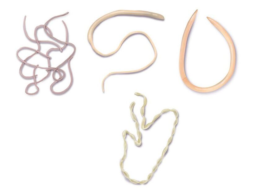 types of worms in humans