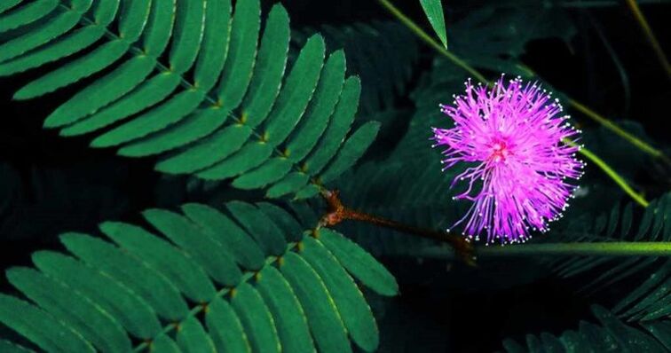 Pudica mimosa seeds help to eliminate parasites from the body