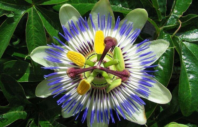 The passionflower helps fight parasites