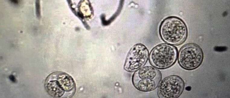 unicellular parasitic cells