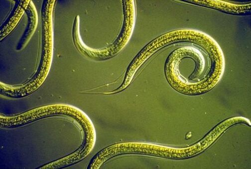 Roundworms parasitic in the small intestine of humans