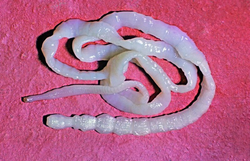 The beef tapeworm is a common intestinal worm